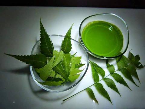 Wishing one and all HAPPY GUDI PADWA. 
On this day there is a common practice of drinking neem juice.
Neem is known as “Sarvo Roga Nivarini” – the cure of all ailments. Neem strengthens our immunity in this seasonal changes. 
Had my glass of neem juice to purify blood, support my immune system and for my skin and hair.
Don't forget to have your rejuvenating drink.
#gudipadwa #neemjuice #rejuvenate