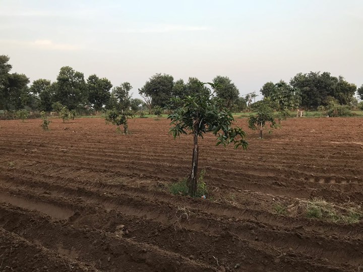 Blessed with cultivable land left behind by my great grandfather for nutritious food and connection with native soil for generations to come.
#farm #local #nativeplace #greenery #soil #food #farmhouse #farming #land #mangotrees #organicfarming