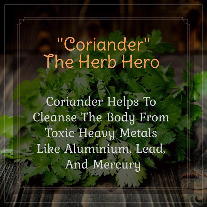 Coriander or Dhania are a must have in every Indian kitchen. Freshly chopped coriander leaves are a great addition to nearly all the dishes but did you know that coriander has many health benefits as well.
#coriander #dhaniya #herb #indianherb #indianspices #fresh #vegetables
