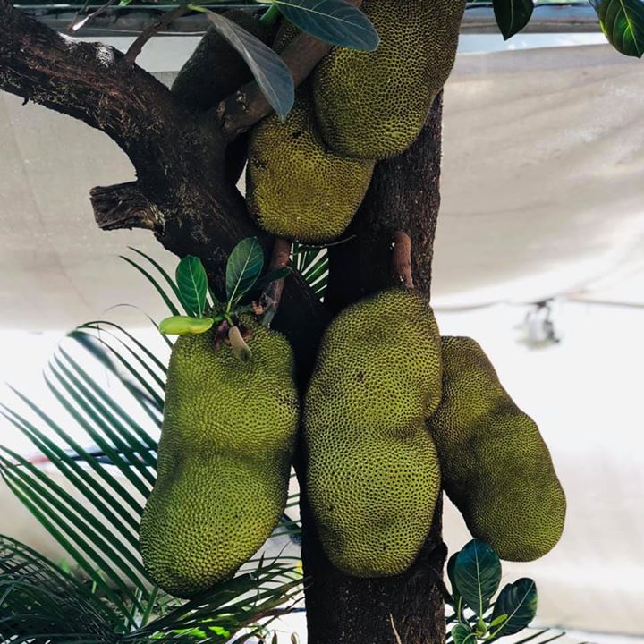 Jackfruit 
When you see this it reminds you of the nature’s gift for our healthy body 
Jackfruit is a tropical fruit which is full of nutrients. Jackfruit is also rich in fibre, protein, Vitamin A, Vitamin C, riboflavin, potassium, magnesium, copper and manganese. 
So whenever you see the fruit include it 
#jackfruit #health #benefit #seasonalfruit