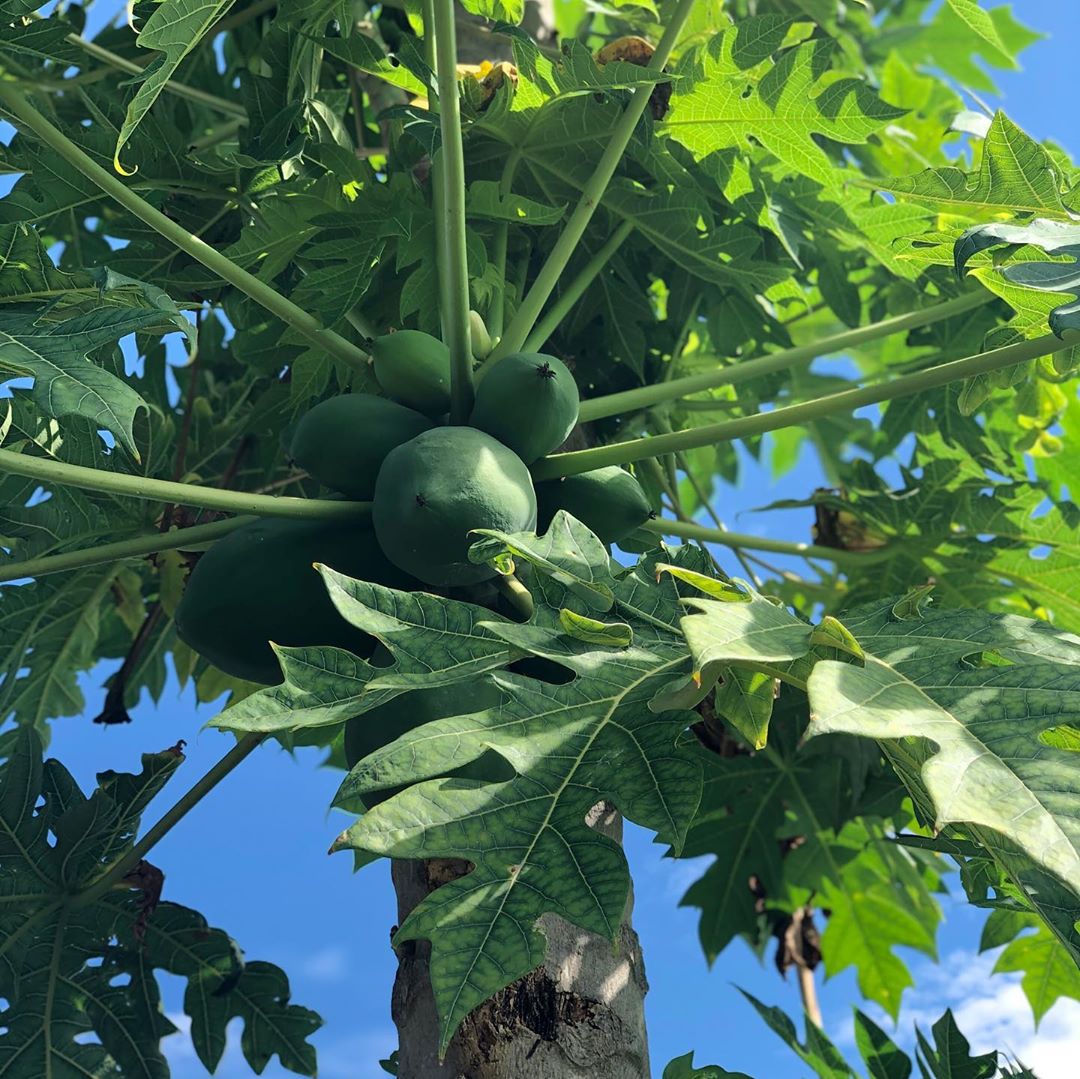 Komal Patel,  mangoes, papaya, chikoo, healthyeating, homegrown, farming