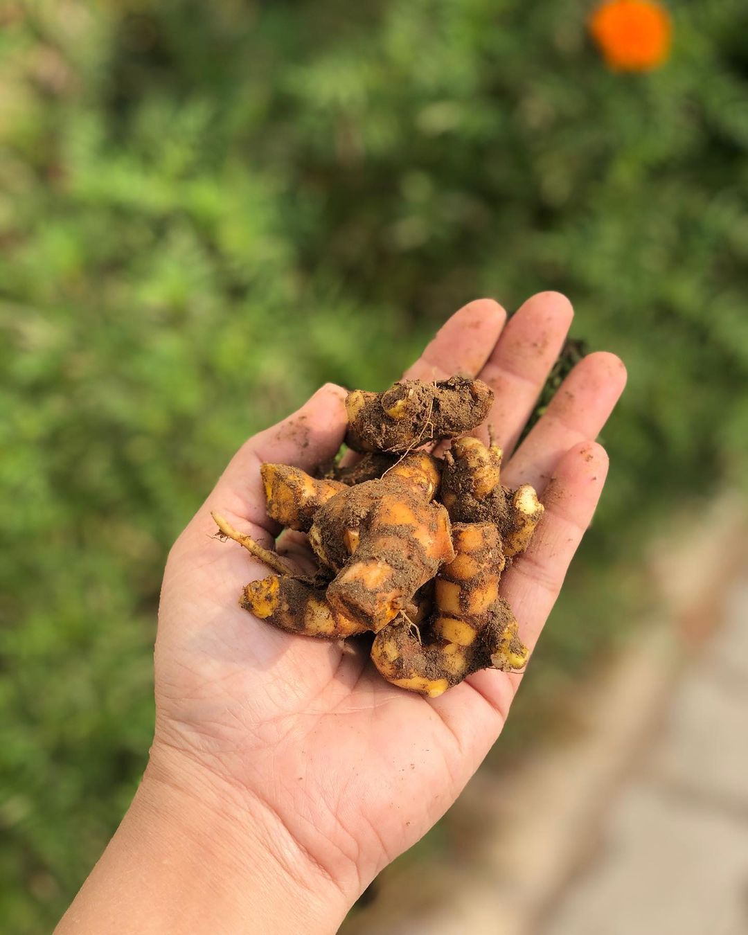 #kachihaldi #rawturmeric #turmericroot #લીલીહળદર 
Call it with any names 
It’s learning to grow all different kind of seasonal food to get connected with it. 
Turmeric has been an important ingredient in most Indian households for the longest time ever. 
The spice has become even more popular among health-conscious people. 
From being added to almost all the curries, milk, coffee to kadha, turmeric not just enhances the taste but also adds to the nutritional value of the food.