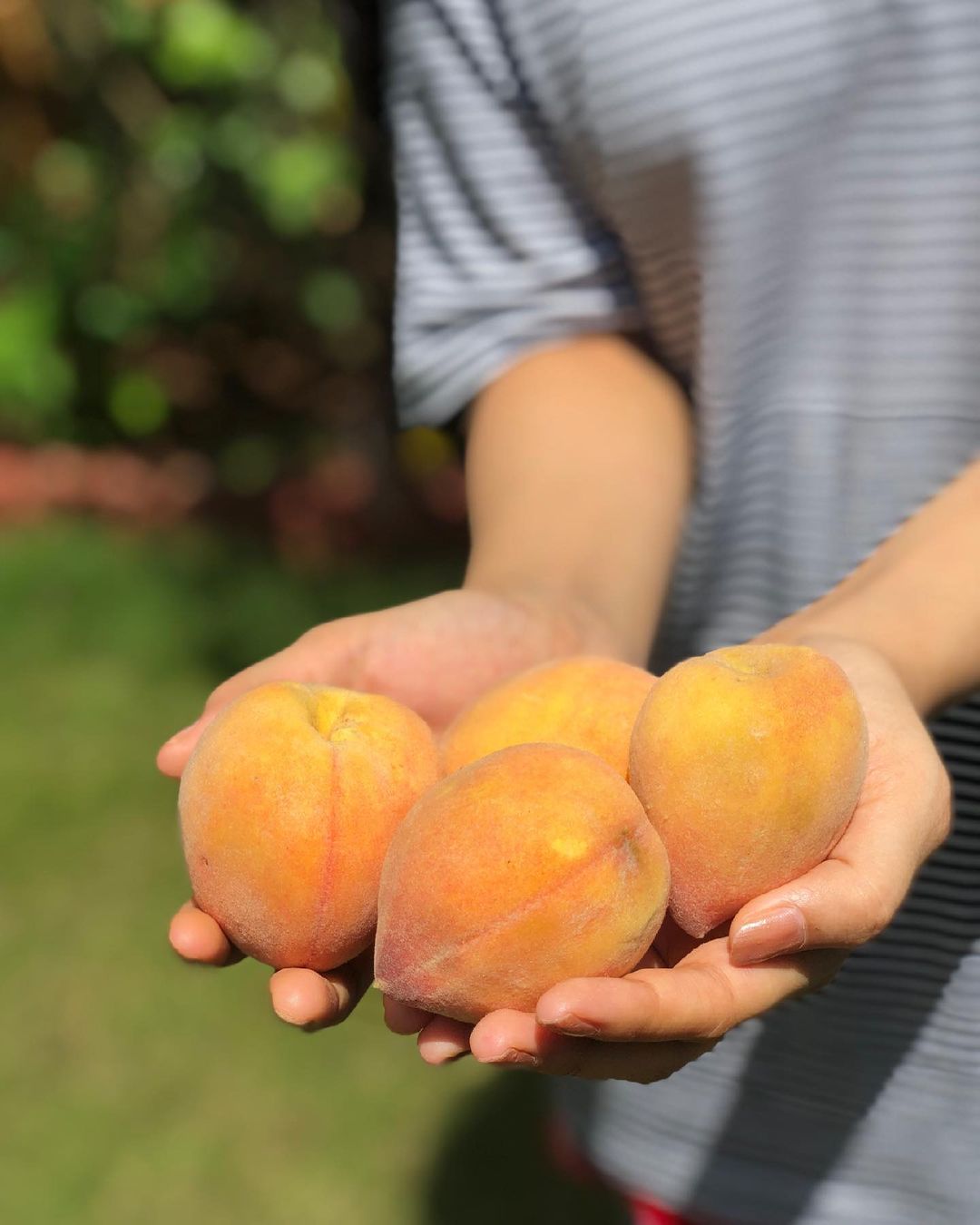 Komal Patel,  peaches, seasonalfruit, healthyfruits, healthylifestyle, antioxidants